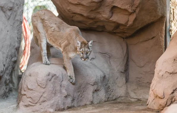 Stones, rocks, predator, Puma, wild cat, mountain lion, Cougar