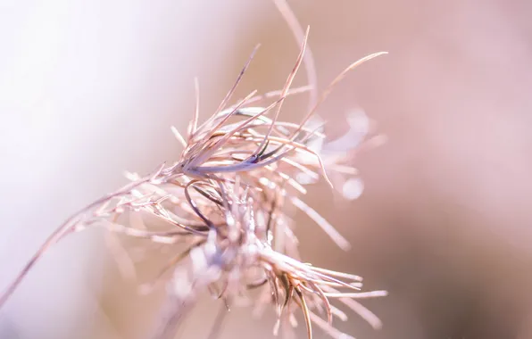 Grass, macro, background