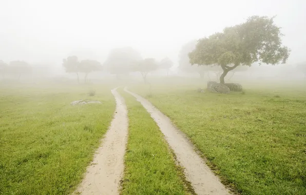 Picture road, summer, grass, trees, fog, stones, morning