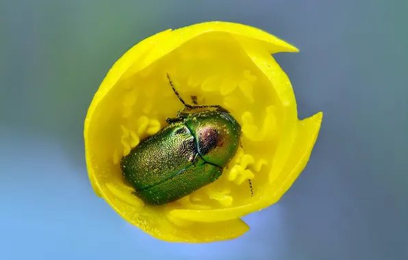 Picture PETALS, TULIP, INSECT, BEETLE, YELLOW, MAY