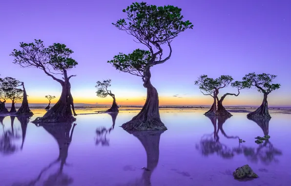 Trees, sunset, reflection, color, the evening, pond, lilac, crown