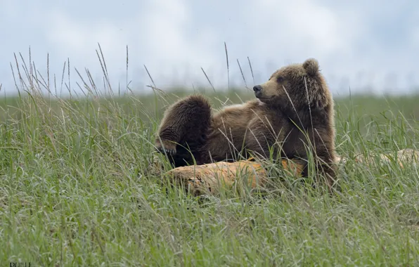 Nature, bear, meadow, DUELL ©