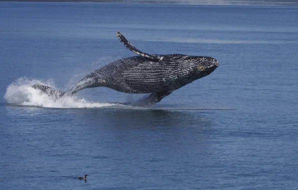 Picture water, the ocean, bird, Alaska, long-armed whale, Gorbach, humpback whale, Kaira