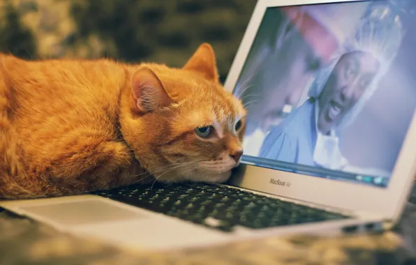 Cat, computer, cat, look, face, background, movie, the film