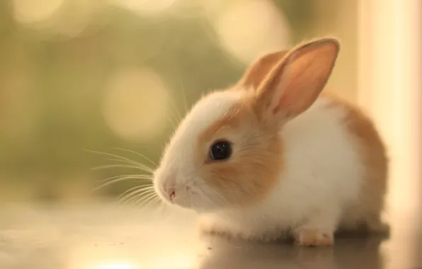 Picture mustache, look, fluffy, rabbit, ears