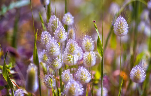 Macro, nature, meadow, grass