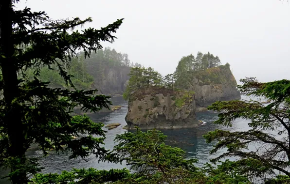 Sea, trees, fog, rocks, coast