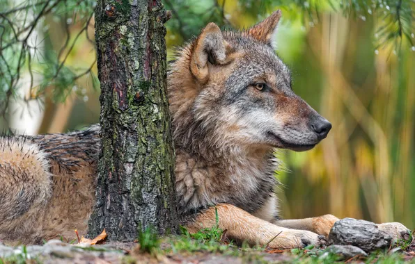 Picture nature, predator, animal, wolf, wildlife, portrait, portrait., Canis lupus. face