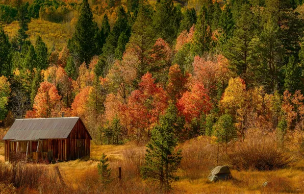 Picture autumn, forest, trees, slope, panorama, house