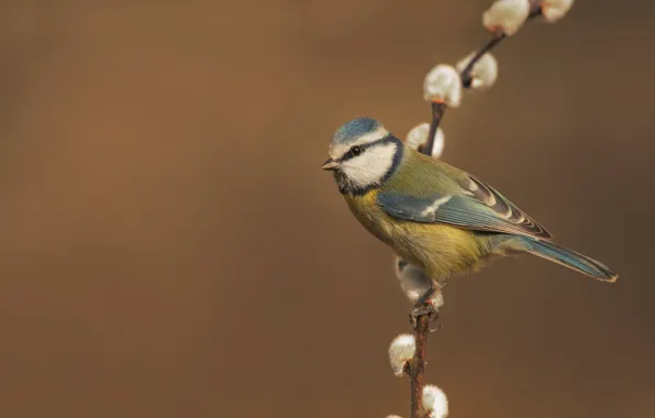 Picture branches, background, bird, Verba, tit