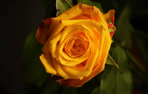 Leaves, the dark background, rose, orange, Bud, yellow, bokeh, bright