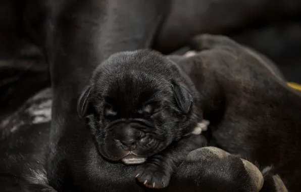 Black, sleep, puppy, baby