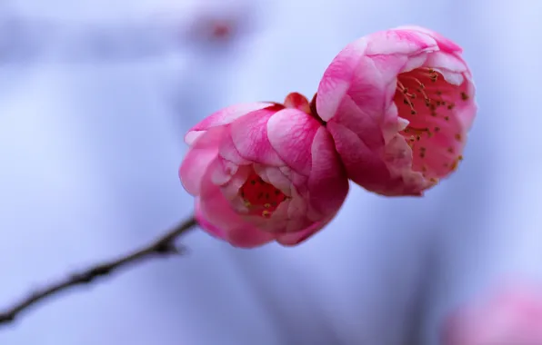 Picture macro, flowers, sprig, background, tree, blue, petals, blur