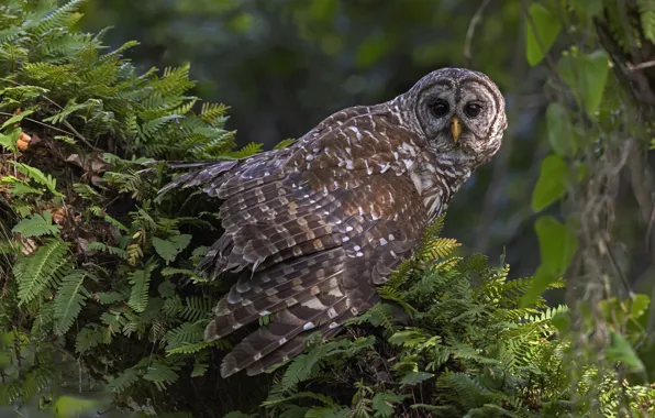 Thickets, owl, bird, wings, log, vines, owl