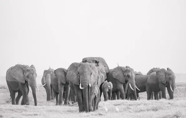Monochrome, Amboseli, Kenya, a herd of elephants