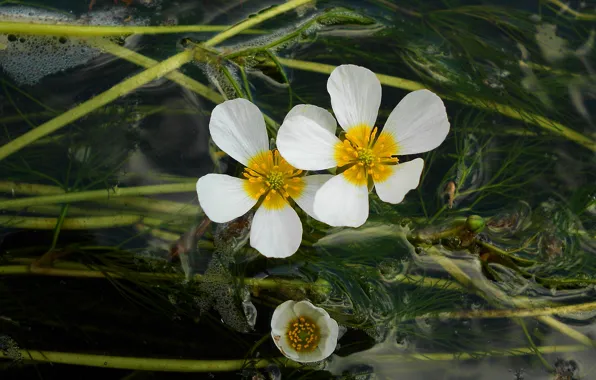 Leaves, water, flowers, the dark background, bubbles, white, pond, globeflowers