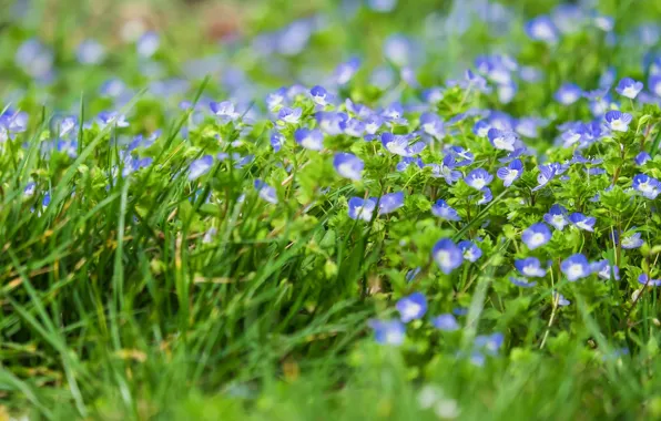 Greens, grass, flowers, glade, Veronica, spring, blue, field