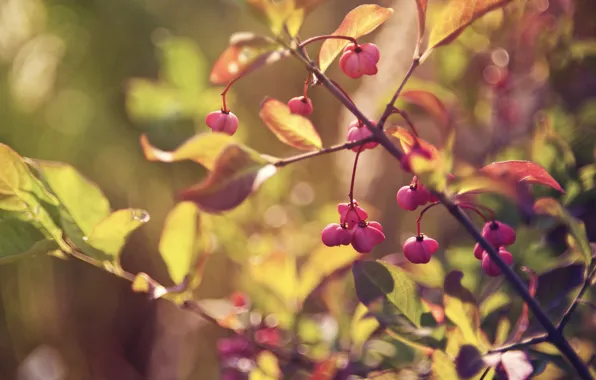 Autumn, leaves, macro, light, branches, sheet, glare, berries