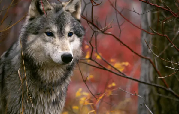 Autumn, branches, wolf