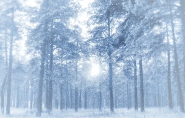 Winter, frost, forest, snow, trees, pine, clearance, frosty