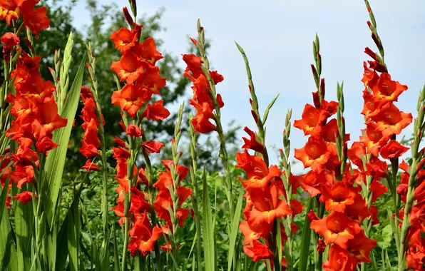 Picture greens, grass, nature, red, closeup, Gladiolus