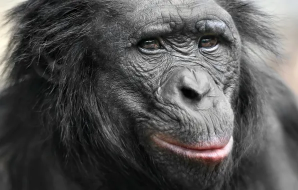 Nature, monkey, the primacy of, pygmy chimpanzee