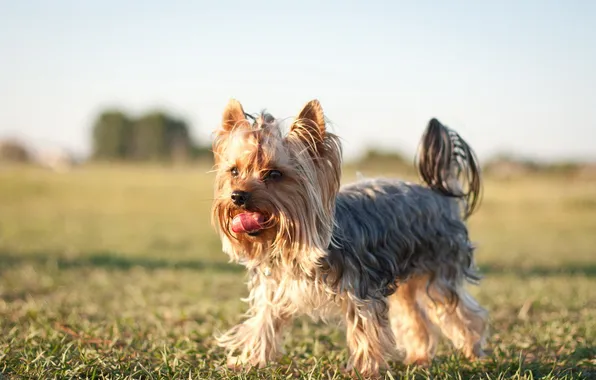 Picture field, background, dog