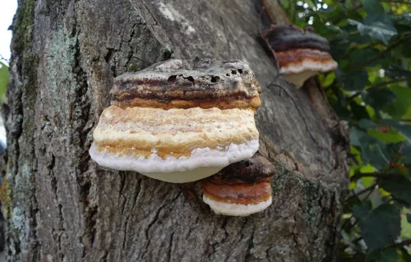 Picture Wald, Mushroom, Tree, Tree mushroom