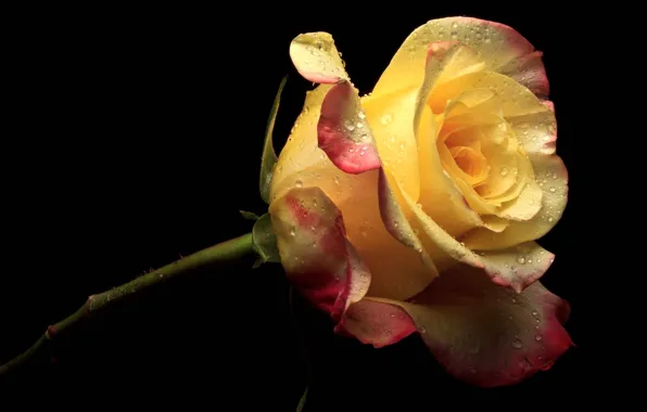 Picture flower, flowers, yellow, pink, rose, petals, black background