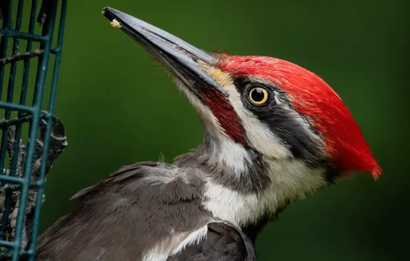 Picture bird, beak, woodpecker, crested zhelna