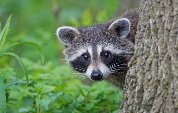 Picture look, raccoon, face