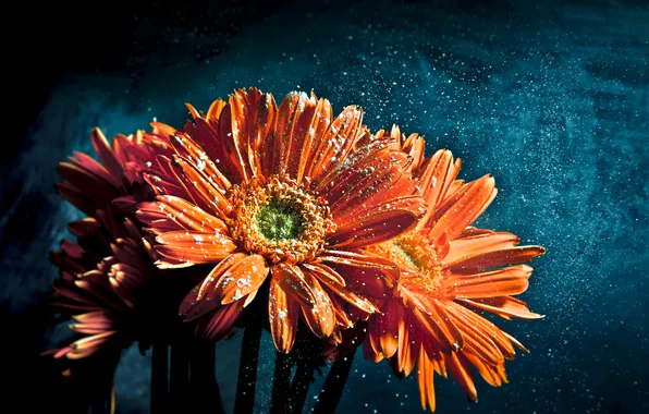 Drops, flowers, petals, gerbera