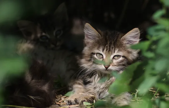 Picture greens, eyes, muzzle, kitty, asylum