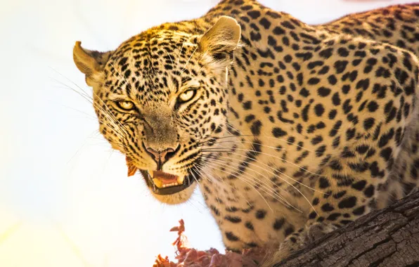 Picture Leopard, Look, Face, Predator, Wild cat, Big cat