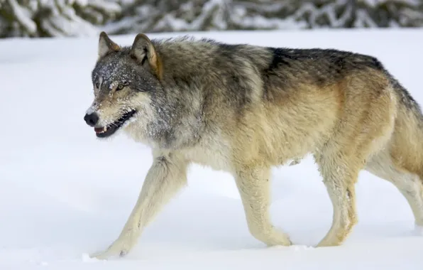 Nature, face, animal, wolf, wildlife, head, fur, mammal