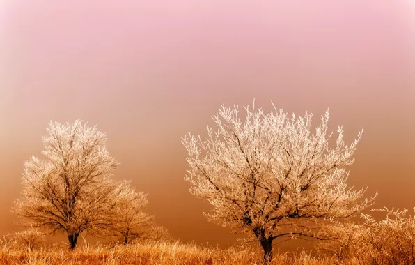Frost, field, grass, trees, fog, sunrise, frost