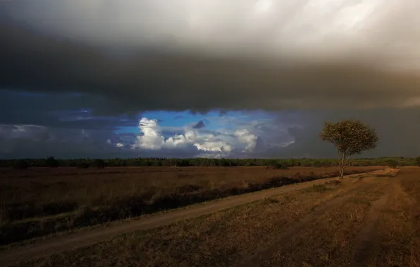 Picture road, clouds, tree, field