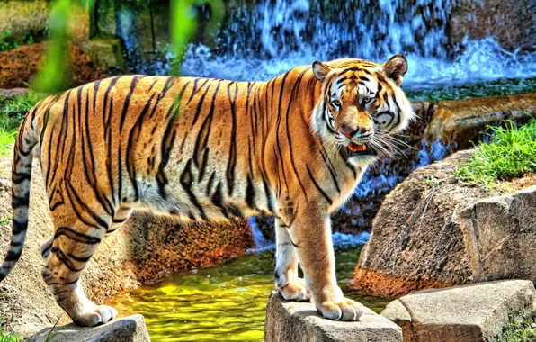 Tiger, stones, waterfall, is, looks