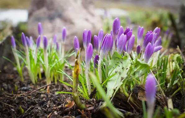 Greens, leaves, drops, flowers, glade, blur, spring, garden