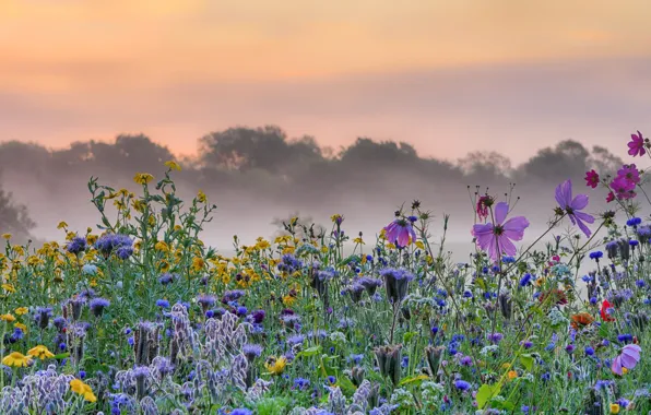 Picture flowers, fog, morning