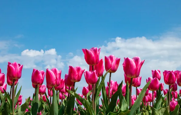 Field, the sky, leaves, clouds, light, flowers, blue, stems