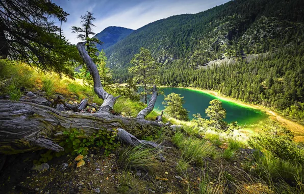 Picture forest, trees, mountain, turquoise lake, dry grass
