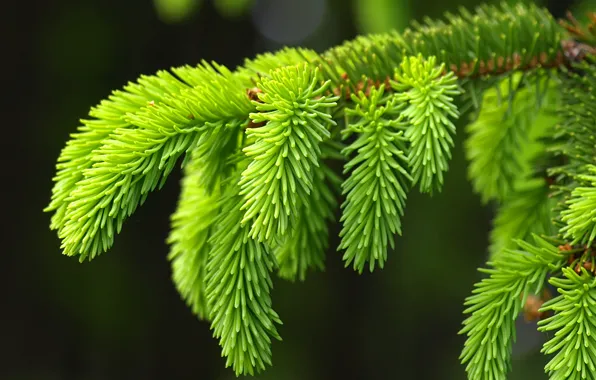 Macro, trees, branches, background, spruce, beautiful