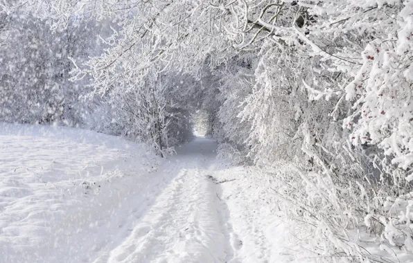 Winter, road, forest, snow, trees, snowy