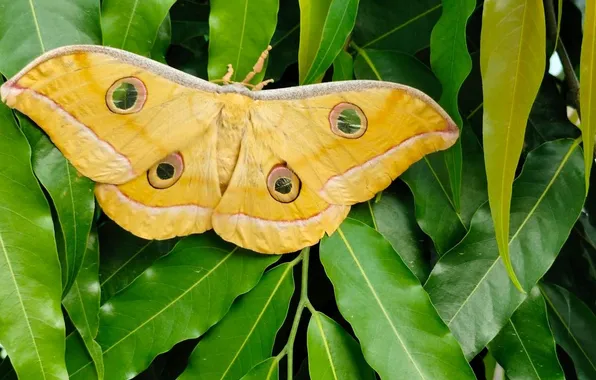 Leaves, microsemi, butterfly, wings, insect, beautiful, closeup