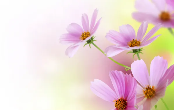 Picture background, pink, blur, kosmeya