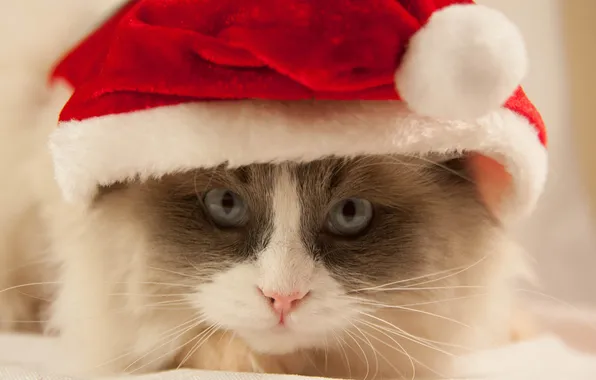 Cat, cat, mustache, kitty, hat, red, cap, Christmas