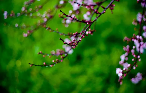 Drops, flowers, Sakura, branch