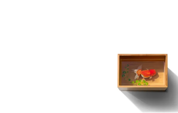 Water, box, fish, fish, white background, capacity, gold, box