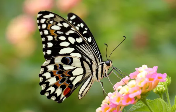 Flower, butterfly, wings